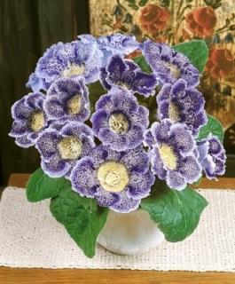 Gloxinia Tigrina Blue (2 ks)