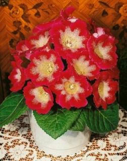 Gloxinia Tigrina Red (2 ks)