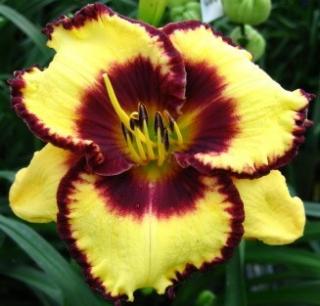 Hemerocallis Calico Jack