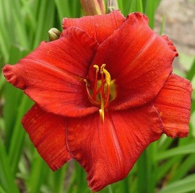 Hemerocallis Chicago Apage