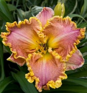 Hemerocallis Darla Anita