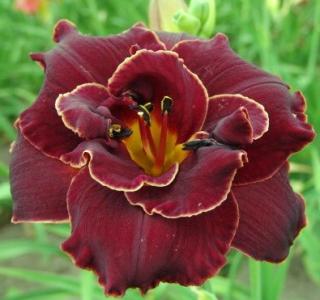 Hemerocallis Night Embers