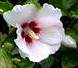 Hibiscus syriacus ´Red Heart´