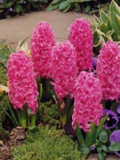 Hyacint Pink Pearl