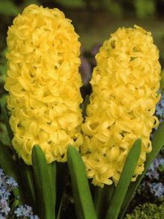 Hyacint Yellow Queen (3 ks)