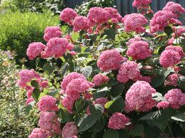 Hydrangea arborescens 'Pink Annabelle'