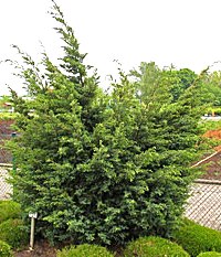Juniperus chinensis 'Juniperus chinensis ´Blaauw´