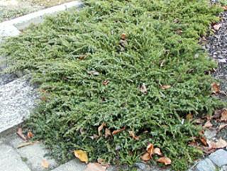 Juniperus communis ´Green Carpet´