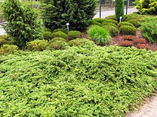 Juniperus communis ´Repanda´