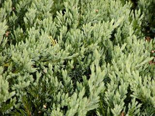 Juniperus horizontalis ´Blue Chip´
