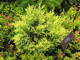 Juniperus horizontalis ´Limeglow´