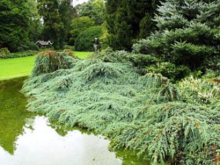 Juniperus squamata ´Blue Carpet