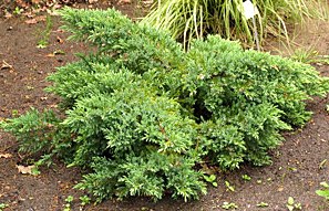 Juniperus squamata ´Holger´