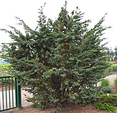 Juniperus squamata ´Meyeri´