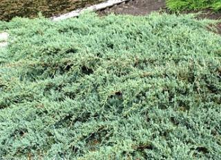 Juniperus virginiana ´Grey Owl´