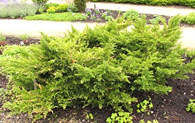 Juniperus virginiana ´Tripartita´