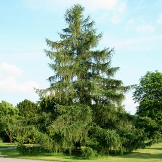 Larix decidua