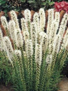 Liatris spicata Floristan White (5 ks)