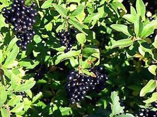 Ligustrum vulgare