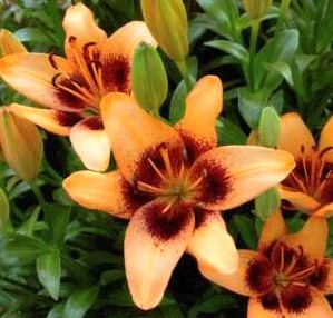 Lilium Apricot Pixels (2 ks)