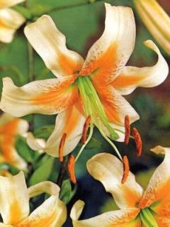 Lilium Bright Star (2 ks)