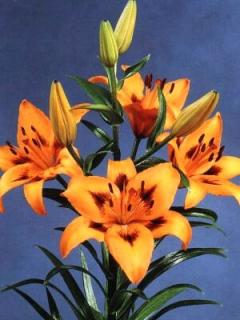 Lilium Loreto (2 ks)