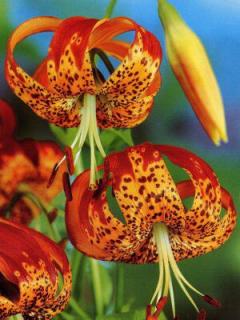 Lilium Pardalinum