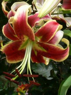 Lilium Sheherazade (2 ks)