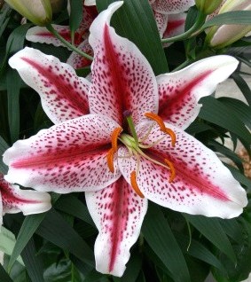Lilium Tigerwoods (2 ks)