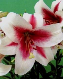 Lilium Triumphator (2 ks)