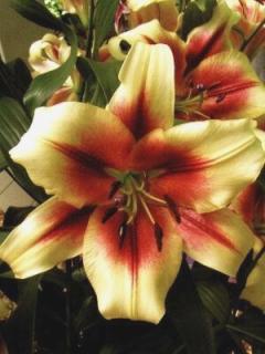 Lilium Zagora (2 ks)