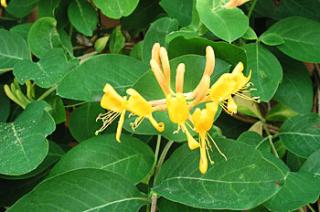 Lonicera tellmaniana