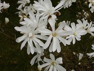 Magnolia stellata Royal Star