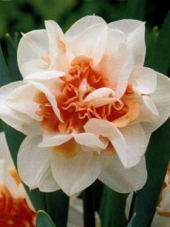 Narcissus Amstel (5 ks)