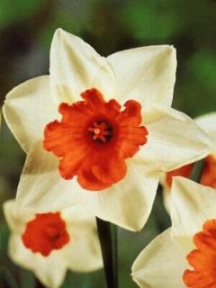 Narcissus Chromacolor (5 ks)