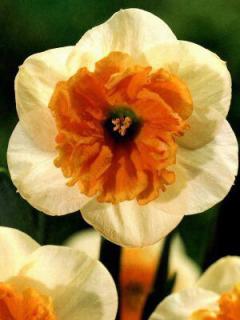 Narcissus Goauche (5 ks)