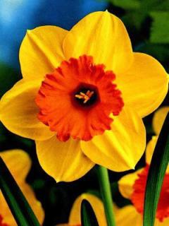 Narcissus Mary Bohannon (5 ks)