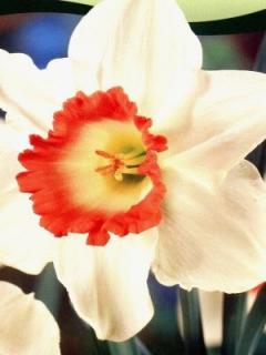 Narcissus Pink Charm (5 ks)