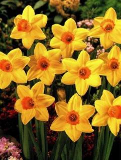 Narcissus Pinza (5 ks)