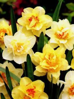 Narcissus - směs plnokvětých barev (5 ks)
