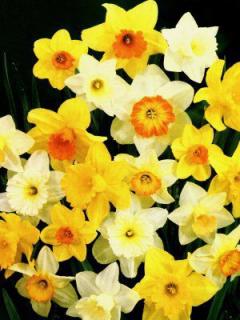 Narcissus - směs velkokorunných barev (5 ks)