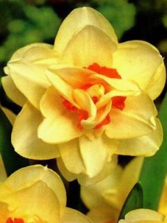 Narcissus Tahiti (5 ks)