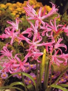 Nerine bowdenii (2 ks)