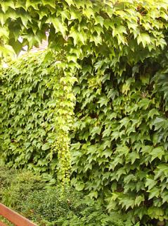 Parthenocissus tricuspidata 'Veitchii'