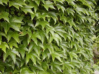 Parthenocissus tricuspidata