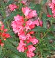 Penstemon barbatus 'Pinacolada Violete'