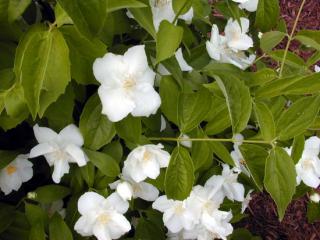 Philadelphus inodorus grandiflorus (nepravý jasmín)