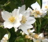 Philadelphus 'Mont Blanc' nepravý jasmín)