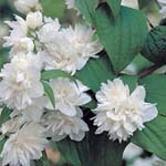 Philadelphus virginalis (nepravý jasmín)