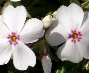 Phlox subulata ´Amazing Grace´